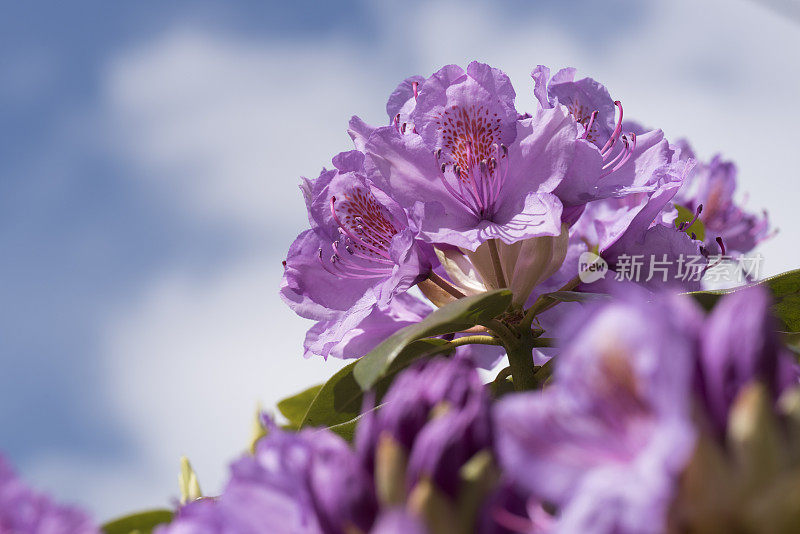 杜鹃花的粉红色花朵特写(Roseum Elegans)